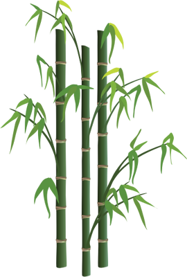 bamboo image